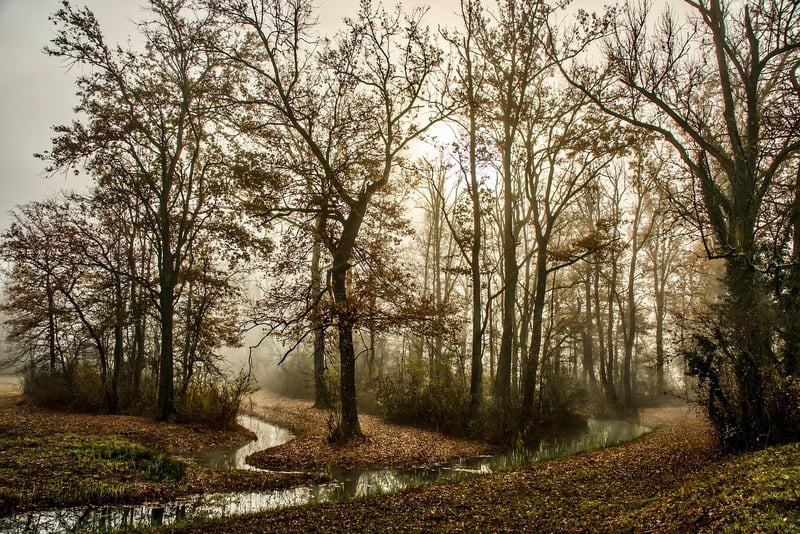 Whispering Woods